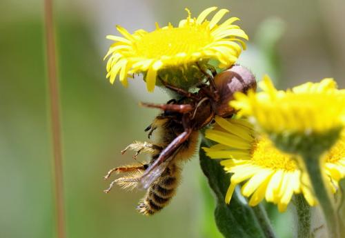 Xysticus sp.
